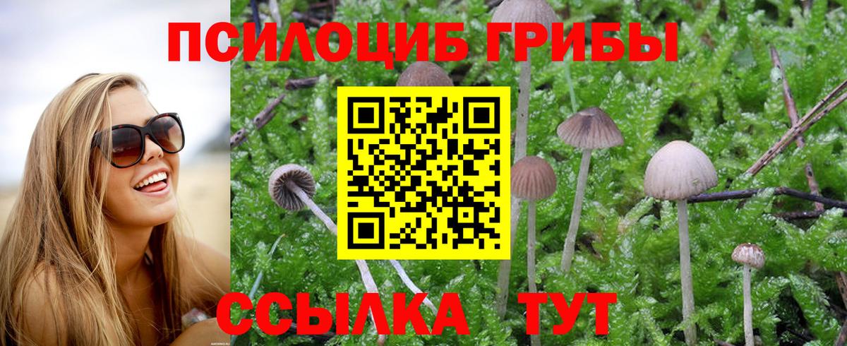 Вичуга  Псилоцибиновые грибы Psilocybe  Вход с VPN 